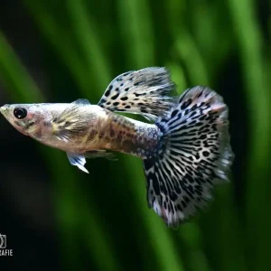 Markenprodukt Guppy Cobra Blue Paar (wird als Paar geliefert. Bestellmenge 2 = 1 Paar!) Special!
